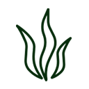 Cultivate Algae